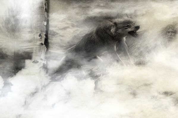 The wolf by Elizabeth Berry  